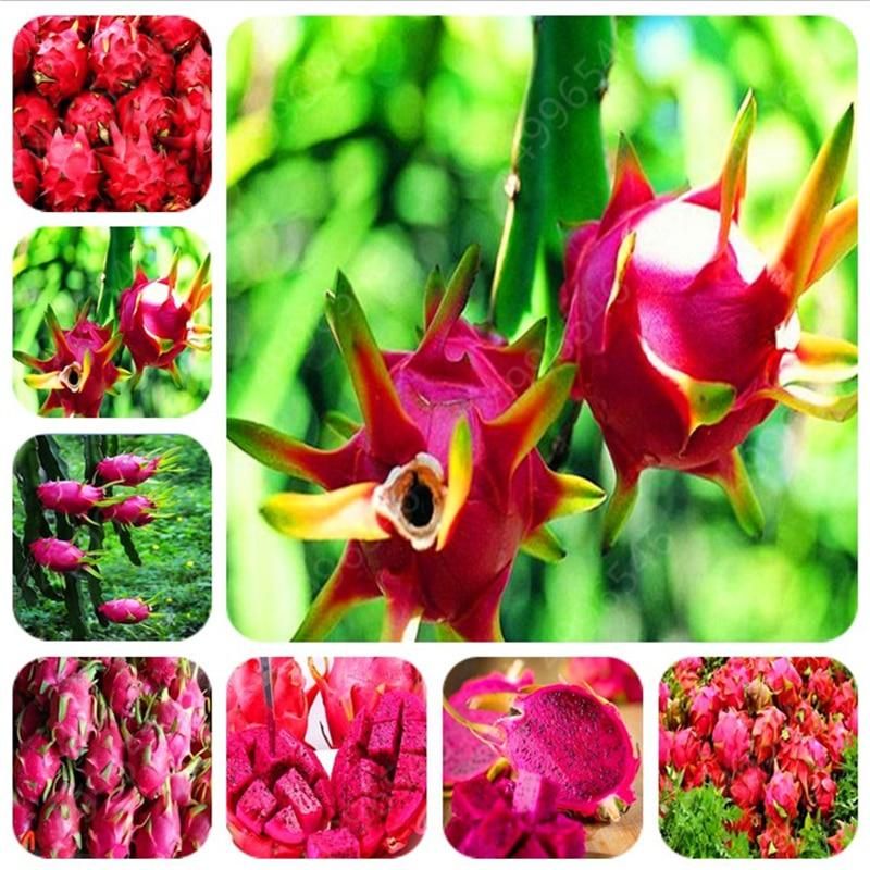 Dragon Fruit Bonsai White And Red Pitaya Bonsai For Home Garden Non-GMO Fruit Bonsai Or Potted Plants-20 pcs seeds