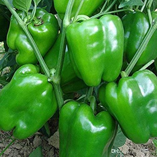 Italian Capsicum Seeds for Plants in Tob or Terrace- 2 Grams (ইটালিয়ান ক্যাপসিকাম বীজ ২গ্রাম প্যাকেট)
