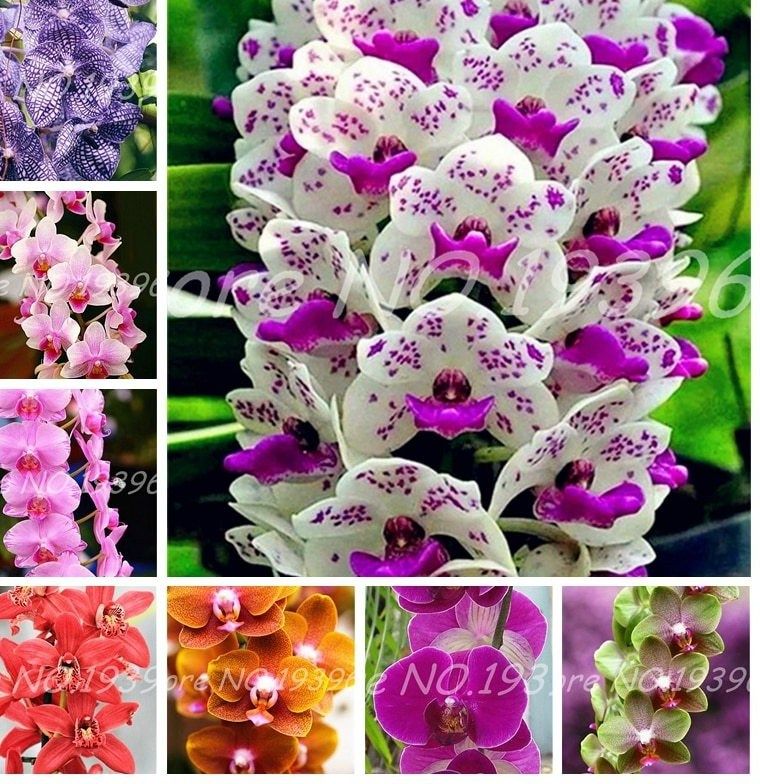 Rare Cymbidium orchid Plants African Cymbidiums Plantas Seeds - 10 pcs seeds