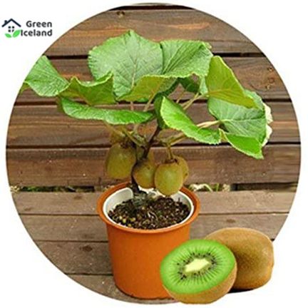 All Season Mini Kiwi Fruit Bonsai Seeds - 30 Pcs Seeds