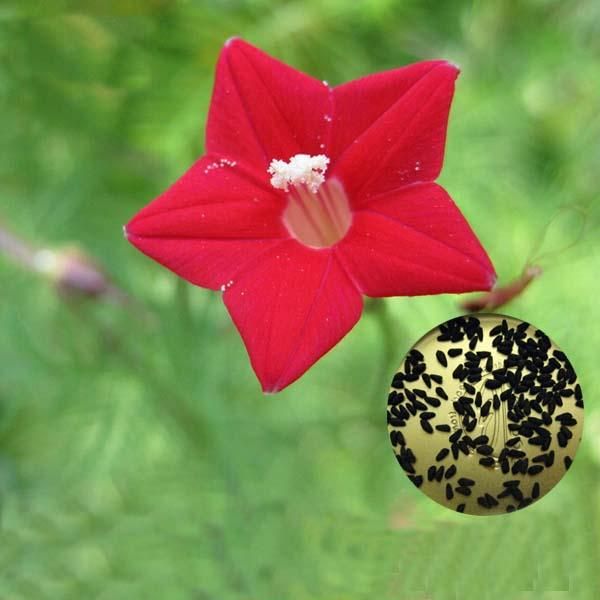 Cypress Vine Seeds Red White Gardening Wall Door Climbing Flowers Plants- 20Pcs seeds