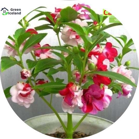 Camellia Flower Bonsai Seeds - 20 Pcs Seeds