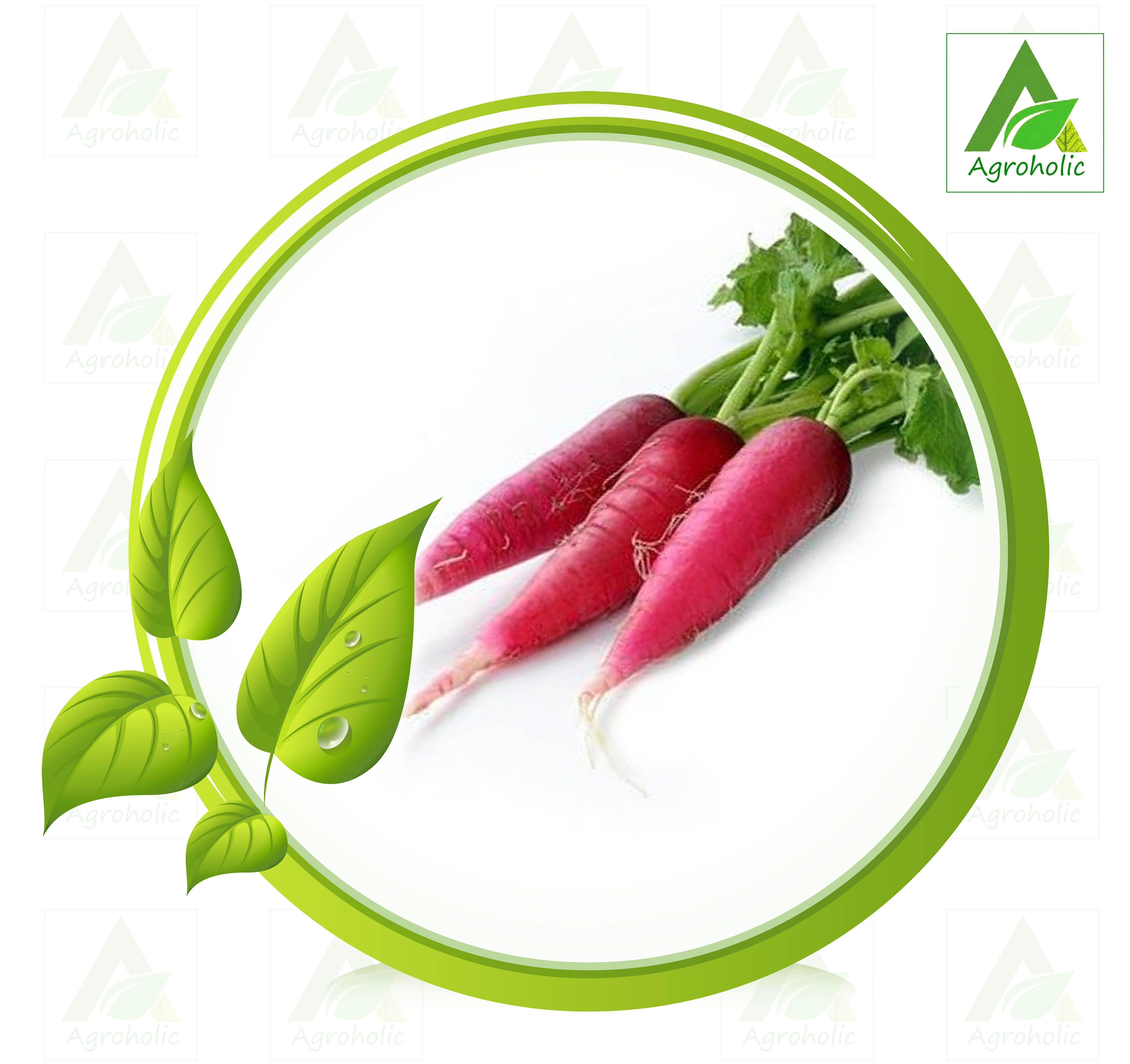 Red Radish (Mula) Seed - 15 gm