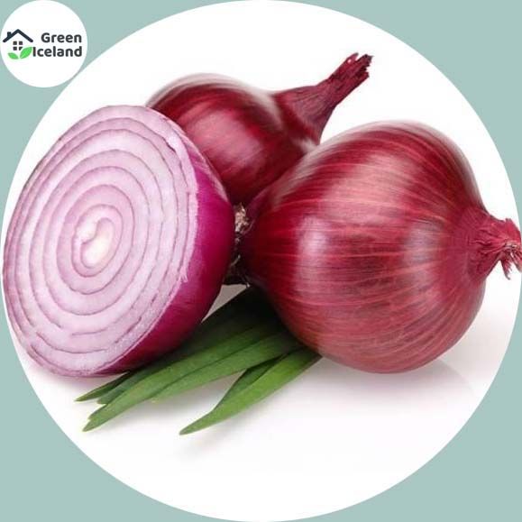 All Season Red Onion Seeds - 100 Pcs Seeds