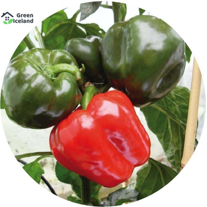 10 Pcs All Season Green Capsicum Seeds
