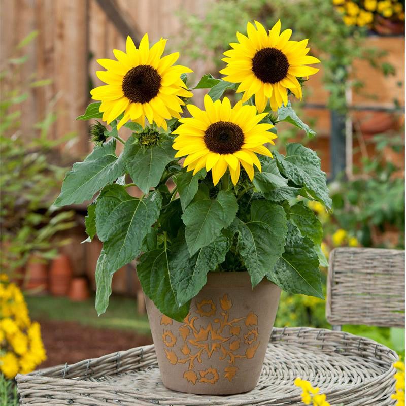 Sunflower - 25+ pcs Hybrid Seed All Season - Repack