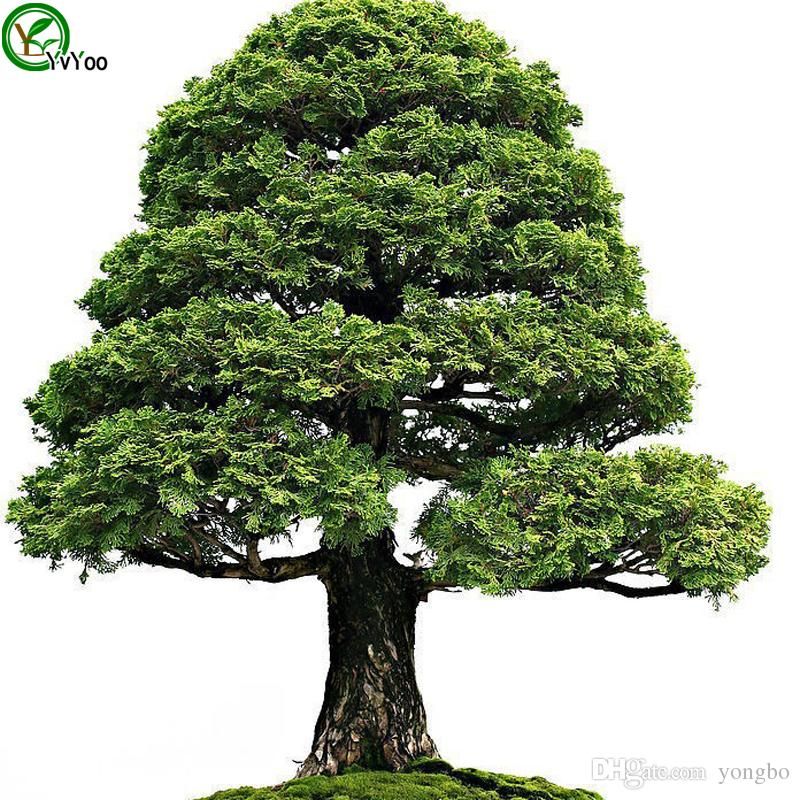 Cypress Tree Seeds Tree Seeds High survival Rate bonsai Fruit Seed For Home Garden Bonsai Seeds-10pcs seeds