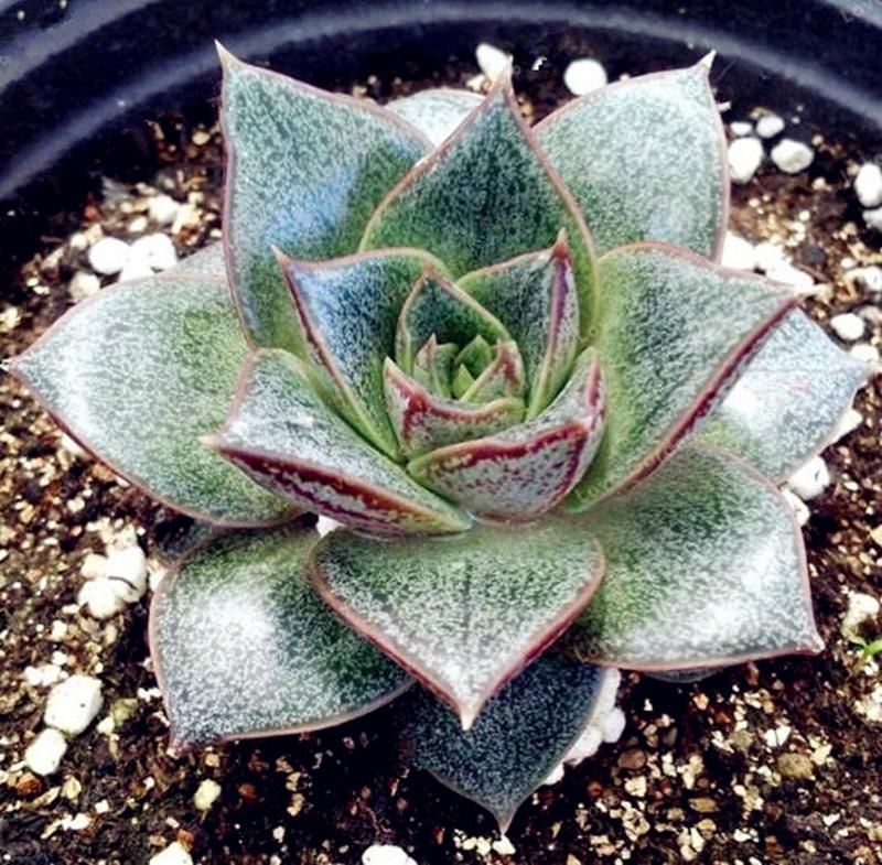 Echeveria Purpusorum Bonsai Fresh Succulent Plant & seeds  Home Rock Garden