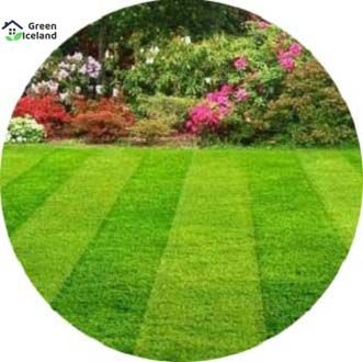 Rare Sports Field Grass Seeds  - 200+ Pcs Seeds