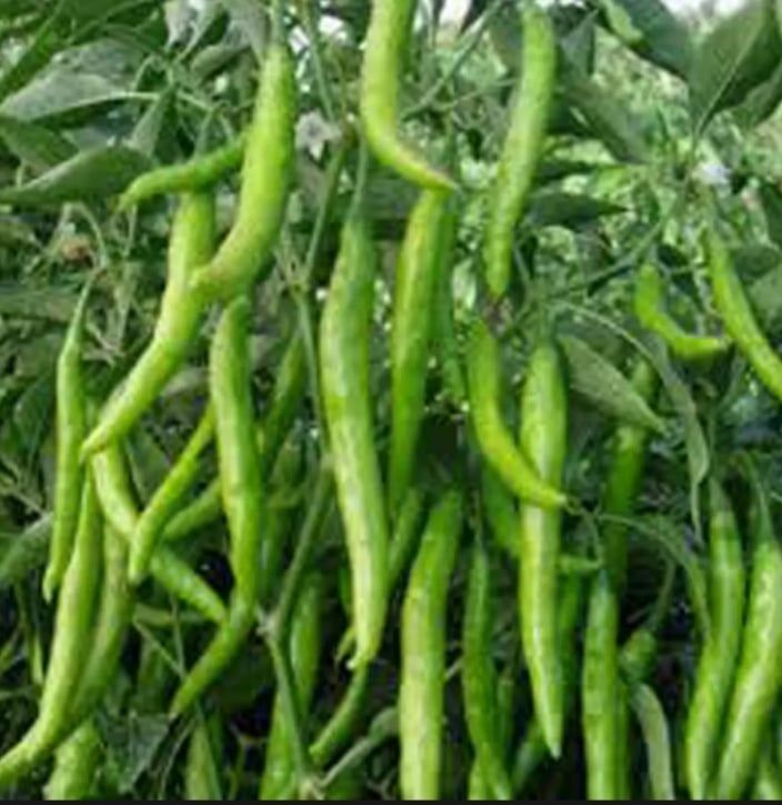 Baromasi Chili Seed / Seed - 30 pieces