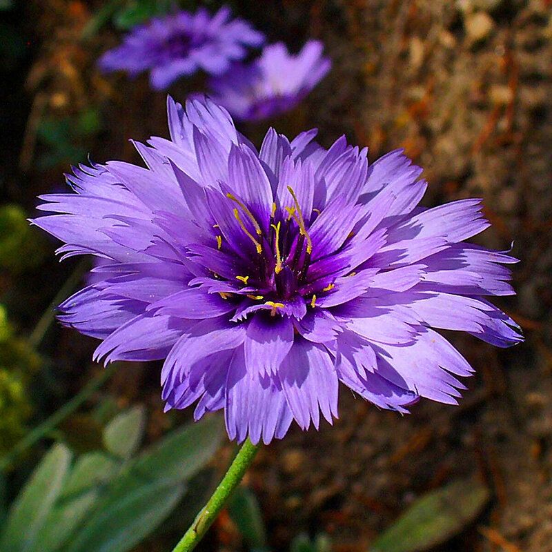 10 Pcs/Pack Caerulea Seeds Cupids Amor Blue Flower Bonsai for Home Garden Plant