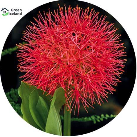Football Lily / May Flower Seeds - 30 Pcs Seeds