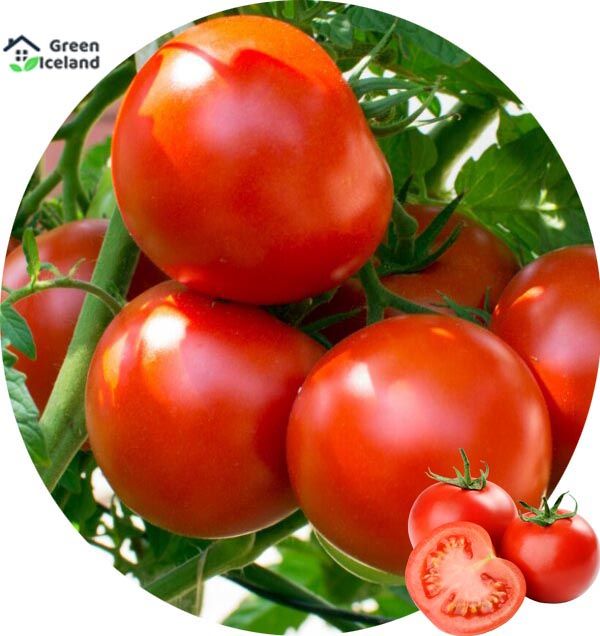 All Season Delicious Tomato Seeds (?????? ???) - 20 Pcs Seeds