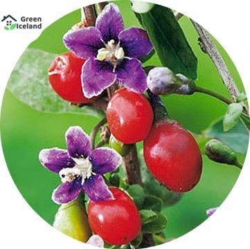 20 Pcs Goji berry plants Seeds - 20 Pcs Seeds (Imported Global Seeds)