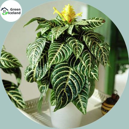20 Pcs Organic Kudoacanthus Albonervosus Bonsai Seeds