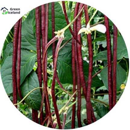 Long Bean Seeds (লাল বরবটি বীজ) - 50 Pcs Seeds (Global Seeds)