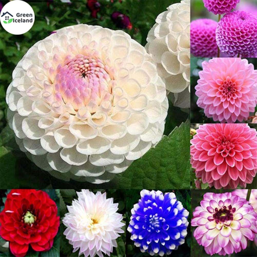 Beautiful Global Dahlia Flower  Seeds  - 10 Pcs Seeds