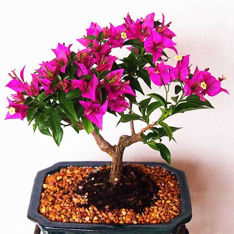 50 Pcs Colorful Bougainvillea Flower Seeds Spectabilis Willd Plants Perennial Flower Garden Bonsai Potted Plant