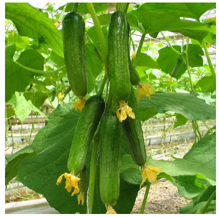 Cucumber  Seeds Green Vegetables Seed For Home Garden Planting (বীজ)