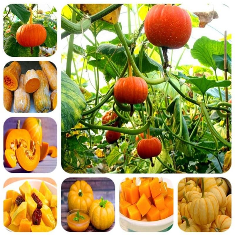 Giant Pumpkin Plant Vegetable Fruit Bonsai Happy Farm Family Gardening Plant Bonsai Exotic