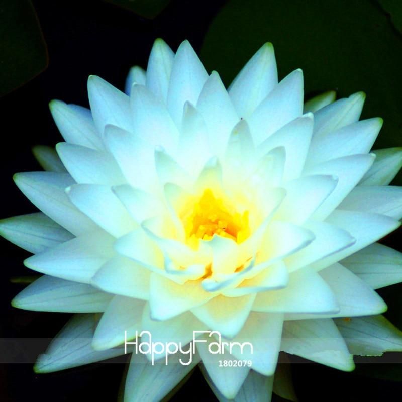 Time-Limit!! 2 Pcs / Bag, Big Snow White Lotus Flower Nelumbo Pond Seeds Bonsai