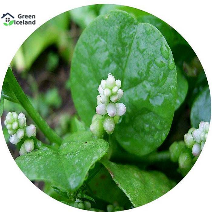 Puishak Seeds - 50 Pcs Seeds