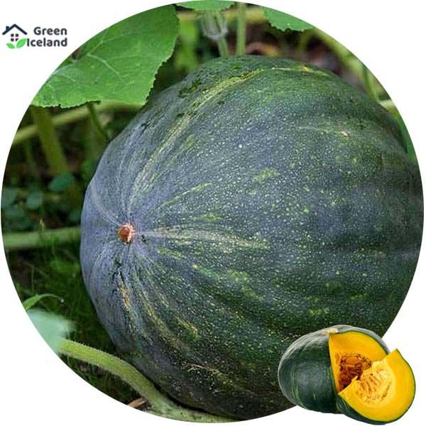 5 Pcs Natural Sweet Pumpkin Seeds