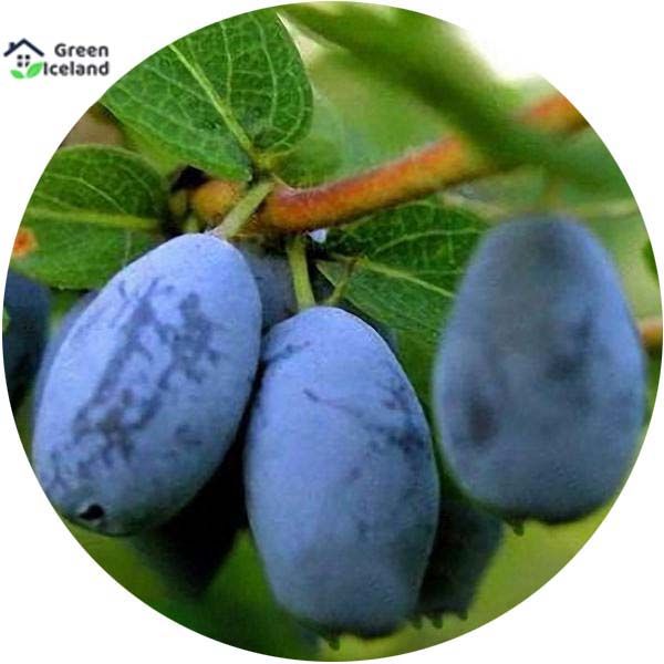 50 Pcs Global Lonicera Caerulea Fruit Seeds (Honeyberry Blueberry) - 50 Pcs Seeds