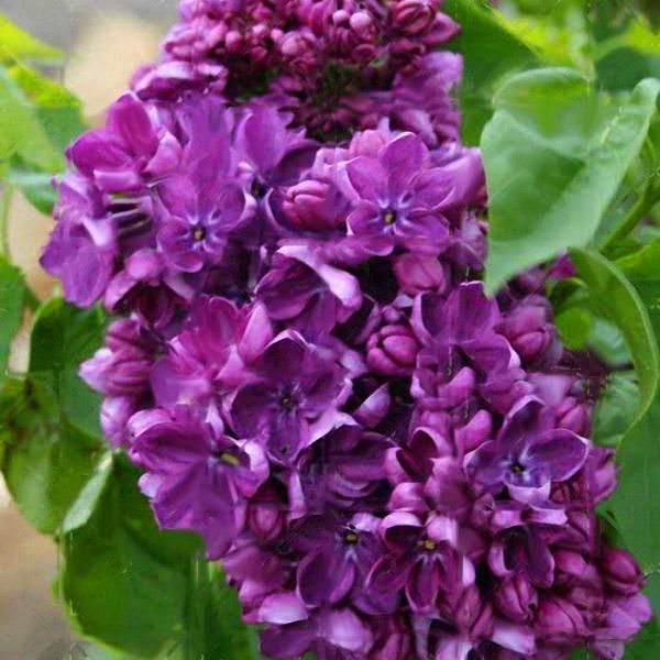 50Pcs Japanese Lilac Clove Seeds Garden Perennial Flowers Aromatic Bonsai Plants Seeds