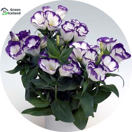 10 Pcs Eustoma Flower bonsai Seeds - 10 Pcs Seeds (Global Seeds)