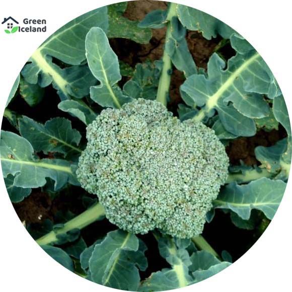 Natural Broccoli Seeds  - 10 Pcs Seeds