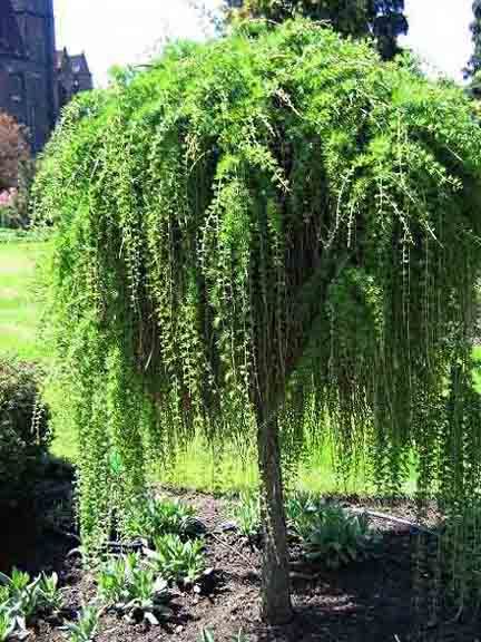 Weeping Tree Seeds -10 Pcs seeds