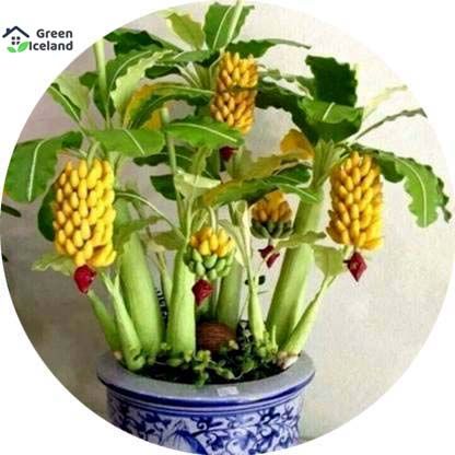 বামন কলা বনসাই বীজ-30 পিস