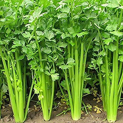 Europe Celery Semente 200pcs Plant Spices Vegetables Petroselinum Crispum-200Pcs seeds