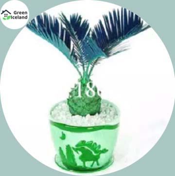 Colourful Cycas/ Lady Palm Seeds - 5 Pcs Seeds (Global Seeds)