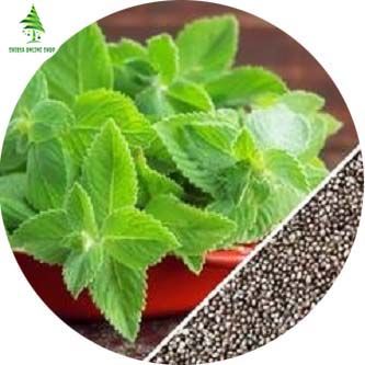 Pudina/Mint Seeds  - 20 Pcs Seeds
