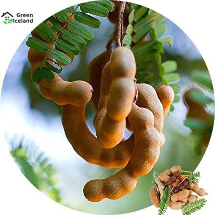 5 Pcs All Season Sweet Tamarind Fruit Bonsai Seeds (মিষ্টি তেতুল বীজ) - 5 Pcs Seeds