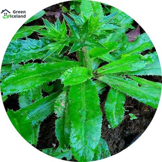 All Season Bilati Coriander Seeds (???? ???) - 30 Pcs Seeds
