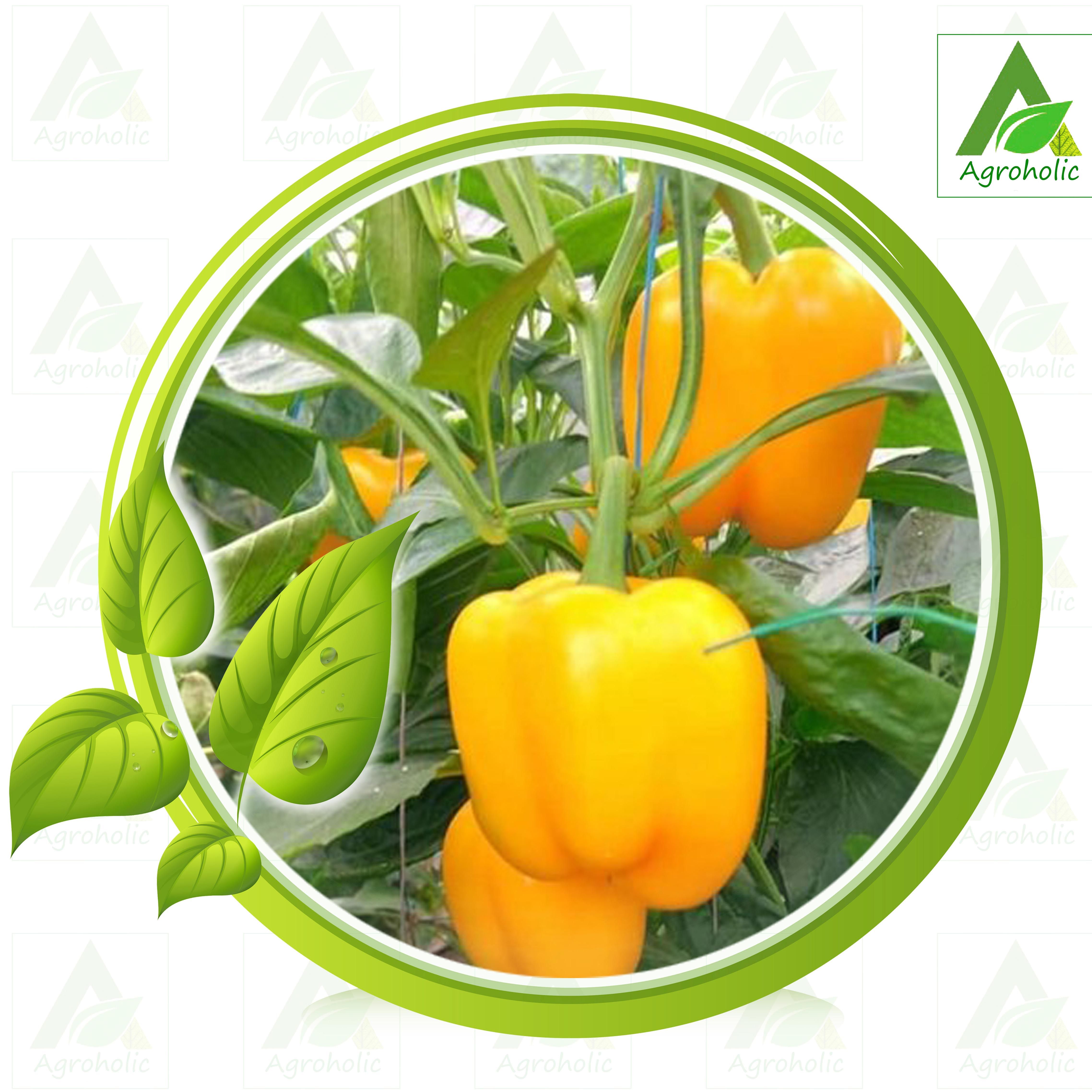 Hybrid Capsicum Seeds Yellow  - 15 Seeds