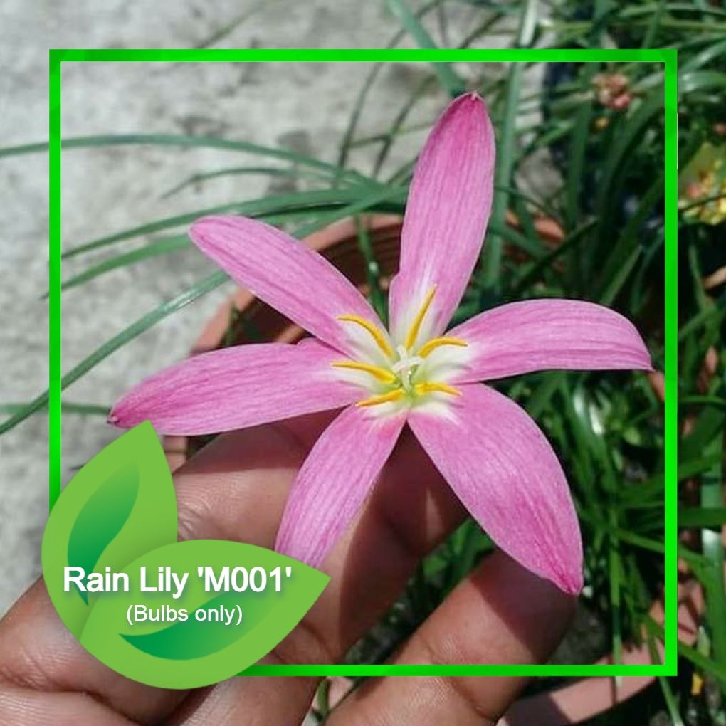 Rain Lily 'M001' Flower From Garden Hub /  for Rooftop Garden & Outdoor Plantations (Single Bulb without Planter)