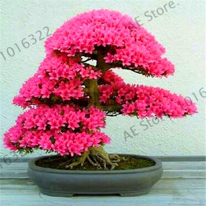 5 Pcs Cerasus Sp. Plant Cherry Blossoms Perennial Seeds Only- 5Pcs seeds