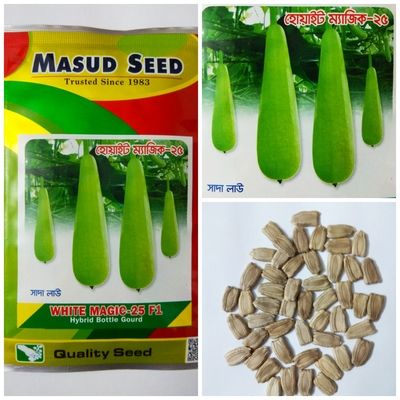 HYBRID WHITE LONG GOURD SEED, THAI VAREITY, LOOSE FROM INTAKE PACKET- 10 SEEDS