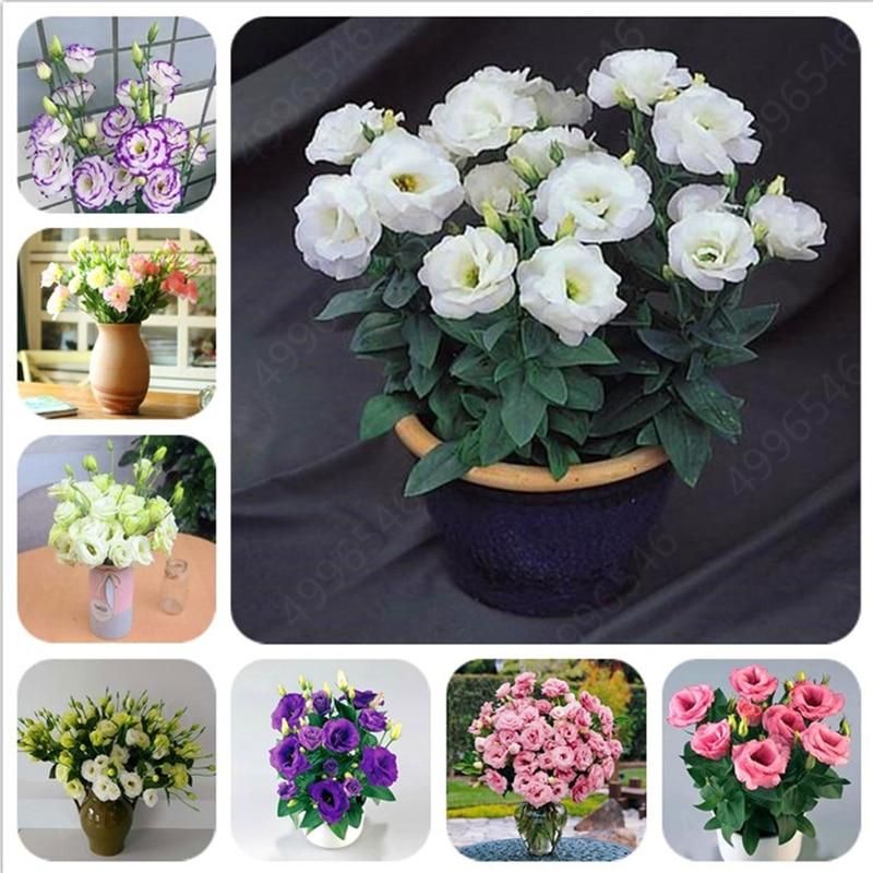 10 pcs Dwarf Eustoma bonsais Spring Sowing Autumn bonsais Indoor Flowers Balcony Potted wedding decoration- 100Pcs seeds