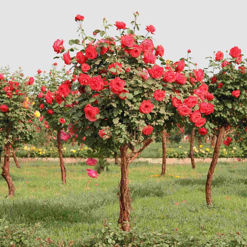 50Pcs Red Rose Tree Seeds DIY Home Garden Potted Balcony Yard Flower Plant