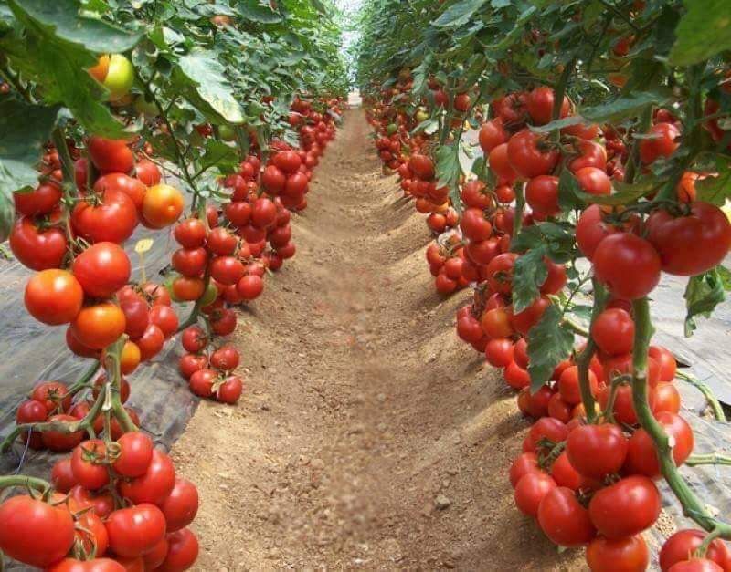Cherry Tomato Seeds - 50 pcs