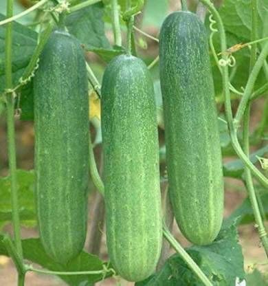 বারমাসি শশা ( Cucumber) Seed - 25 Pcs.