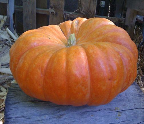 European Pumpkin Bonsai Seeds- 20 Pcs (Global Seeds)