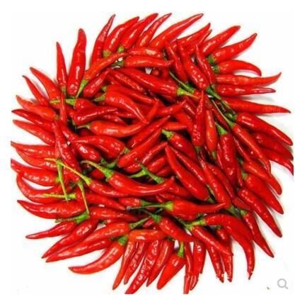 Hot Pepper bonsais Colorful upward pepper Heirloom Thai Sun Hot Pepper Capsicum annuum Ornamental Chili bonsai plant & seeds