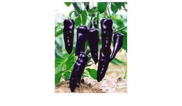 20 Jing Cai Zi  best Pepper bonsai Pcs organic vegetable bonsai Seeds