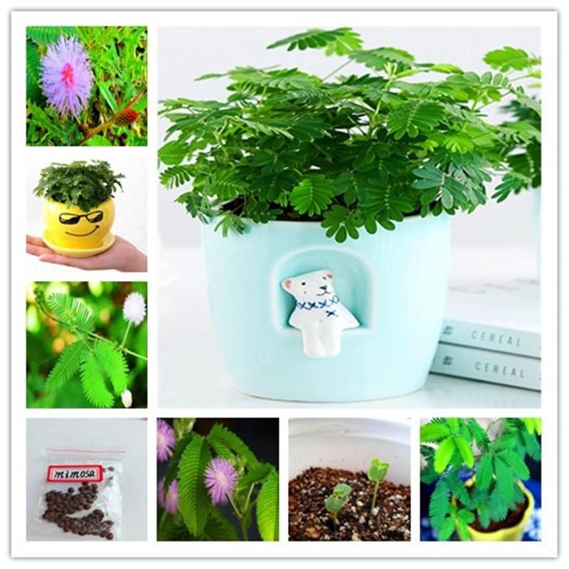 Mimosa Pudica Linn Bashful Grass flores Foliage Mimosa Pudica Sensitive Bonsai Plant Home Garden